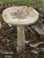 Amanita eliae-amf216